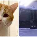 Bes u Rusiji zbog nastradale mačke: Kondukterka izbacila putničkog ljubimca iz voza na minus 30 stepeni, našli ga mrtvog…