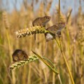 Poljoprivrednici: Jesenje useve u Srbiji napali poljski miševi, pretražujemo rupe, veliki trošak