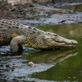 Užas u Australiji: Pronađeni ostaci devojčice (12) koju je napao krokodil