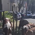 (Video): Kada su Zemunci videli ovu scenu odmah su povadili telefone: Krave mirno pasu ispred ulaza u zgradu, a Ovo su retki…