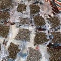 Policija zaplenila 100 kilograma marihuane u garaži u Beogradu