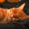 Mačke spavaju i po 20 sati dnevno: Zašto?