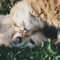 Veterinari upozoravaju: Opekotine od sunca su izuzetno opasne po kućne ljubimce