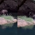 Подивљала звер излетела из шуме и кренула ка њему Језива сцена у кањону снимљена камером! (видео)