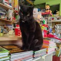 Foto vest: Mačak prodavac u knjižari u Vranju Foto Galerija