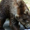 Ledene poslastice spas za životinje: Stanovnici Zoo vrta na Paliću se rashlađuju na različite načine