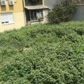 Prskanje protiv ambrozije kod Gradske deponije u Nišu