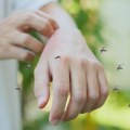 Zašto su neki ljudi privlačniji komarcima od drugih - nekoliko faktora je presudno