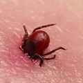 Ujedi krpelja sve češći – evo šta savetuju lekari