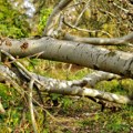 Palo drvo na put kod Kokinog Broda, saobraćaj obustavljen