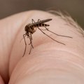 Na Svetski dan komaraca - stručnjaci upozoravaju na opasne bolesti koje ovi insekti prenose