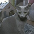 "Belgrade Cat Fest" tokom vikenda: Kako se mačke pripremaju za Međunarodnu izložbu (VIDEO)