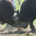 Prodat jedan od najskupljih bikova simentalske rase, iznos iznenadio i same uzgajivače