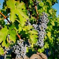 Rajt: Za sada bez problema u vinogradarstvu, suša može uticati na kvalitet vina