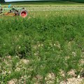 "Traktor mi najviše zarađuje kada stoji u garaži": Dario napustio pšenicu i kukuruz, sada od ove biljke zarađuje i do tri puta…