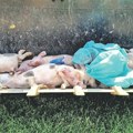 Širi se zaraza afričke kuge svinja u Južnom Banatu