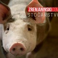 Zbog afričke kuge u Srbiji do sada eutanazirana 4.551 svinja