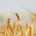 U Srbiji rod pšenice i kukuruza iznad proseka, voće podbacilo