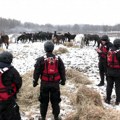 Животиње заробљене на Крчединској ади због високог водостаја Дунава, спасиоци им донели храну