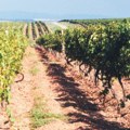 Zbog klimatskih promena nestaće 90 odsto tradicionalnih vinskih regiona