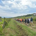 "Trkni i srkni" - Posle maratona, OCR-a, tribaliona i ostalih, u Srbiju stigla i vinska trka kroz župsko vinogorje