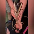 VIDEO: U Australiji otkriven najteži insekt ikad pronađen na Zemlji