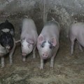 Уз саму границу са Србијом и Хрватском нова жаришта афричке свињске куге у Републици Српској зараза избила у више насеља