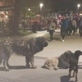 Psi napali devojčicu u centru Bujanovca, spasili je prolaznici