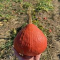 Voće i povrće bez ostataka pesticida: Obišli smo polja domaćeg proizvođača premium proizvoda