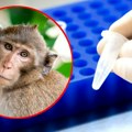 Sve Više obolelih od majmunskih boginja: Kina spremna da po potrebi uvede hitne mere