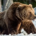 Medved napao migrante dok su prelazili planinu Plješevica: Teško su povređeni