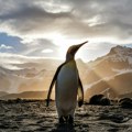 Na desetine hiljada mladunaca carskih pingvina uginulo u prošloj godini zbog nedostatka leda