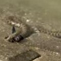 Opstanak uživo na Zemunskom keju! Šok-snimak, borba na život i smrt, zmija u plićaku davi čudnu ribu (video)