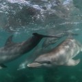 Momci iz Srbije spasili delfina, pojavio se i sveštenik FOTO