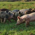 Tri žarišta afričke kuge svinja u Srbiji, potrebno odmah obavestiti veterinara