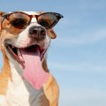 Veterinari upozoravaju: „osmeh” psa ponekad znači ozbiljan toplotni udar
