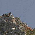 „TINEJDžER” Munja se vratio kući Srpski sup nije zaboravio svoj zavičaj preleteo Alpe da bi se počastio u uvačkom „restoranu”…