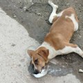 Nakon apela gradonačelnika nadležnima da zbrinu agresivnog psa sa ulice, u Leskovcu se desilo masovno trovanje pasa lutalica