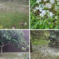 "Da sedneš i plačeš" Strašne scene u Bačkoj Topoli, meštani očajni! Uništeni usevi, grad pobio sve! (video)