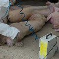 Glamočić: Žarišta afričke kuge svinja i boginja ovaca i koza pod kontrolom