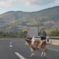 Nesvakidašnja scena kod Kladnja! Krava pobegla od vlasnika na autoput: Mladići trčali za njom, vozači pokušavali da joj…