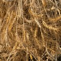 Poskupljenje pšenice od 10 odsto preti da podstakne inflaciju