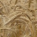 Savović: Srbija ima višak pšenice, kukuruza i suncokreta, izvoz otežavaju problemi sa logistikom