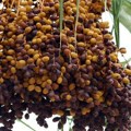U Mauritaniji, klimatske promene narušavaju drevnu berbu urme – sve veći pesak guta stabla