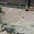 (FOTO) Pomor ribe kod Ade