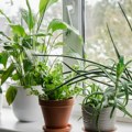 Ove sobne biljke uspevaju i kad zaboravite na njih Ne moraju često da se zalivaju, a osvežavaju i oplemenjuju prostor
