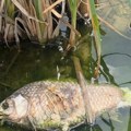 Grupa građana “Istina i čast“: U jezeru Međuvršje velika količina uginule ribe