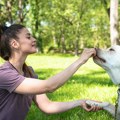 5 rasa pasa koje se ponašaju kao ljudi: Veterinari smatraju da su najinteligentnije, znaju da vas "pročitaju"