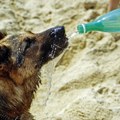 Koji su znaci toplotnog udara kod pasa?