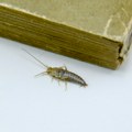 Videli ste ovog insekta u kući? Rešite ga se što pre jer može da napravi dva ozbiljna problema